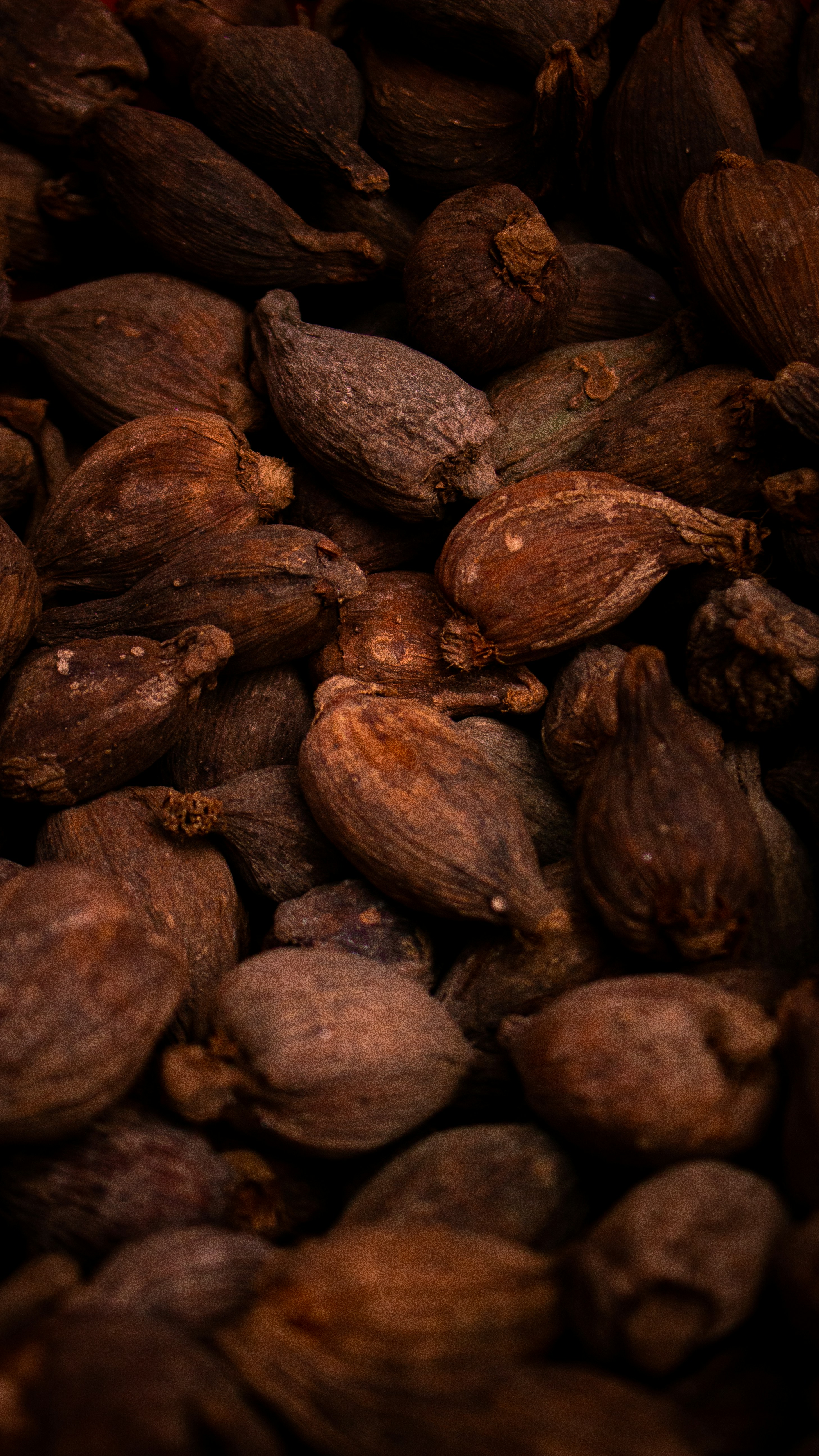 Cacao fruits on tree