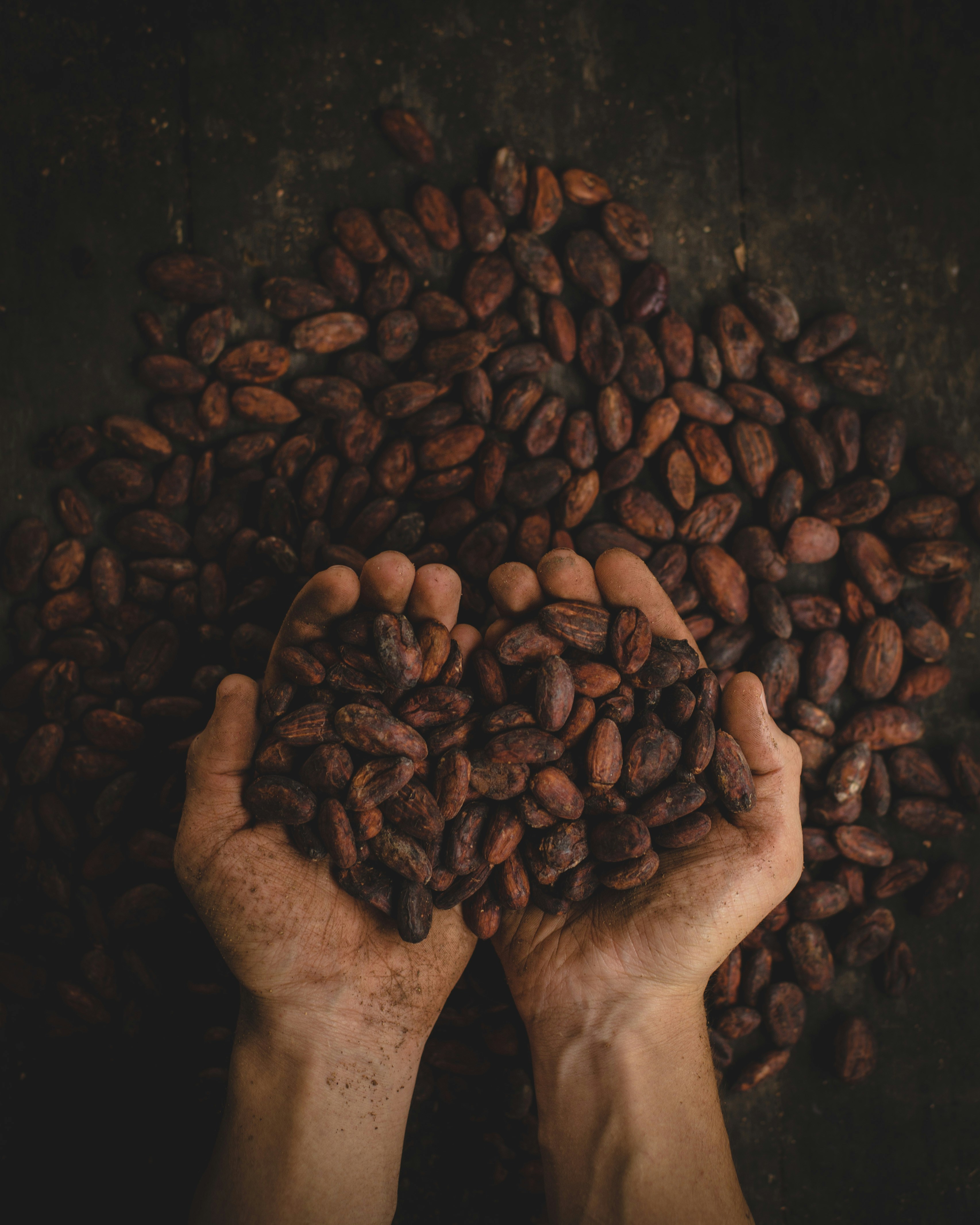 Cocoa harvest